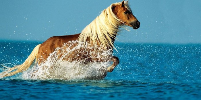 1600x900 Free download Beautiful Wallpapers For Desktop Horse wallpapers hd