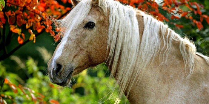 1680x1050 Horse Desktop Wallpaper - Beautiful Horse, Hd Wallpapers