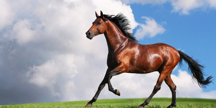 1920x1080 Arabian Horse Wallpaper (55+ images)
