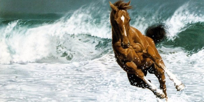 1280x800 Beautiful Horse Hd Wallpapers | Important Wallpapers