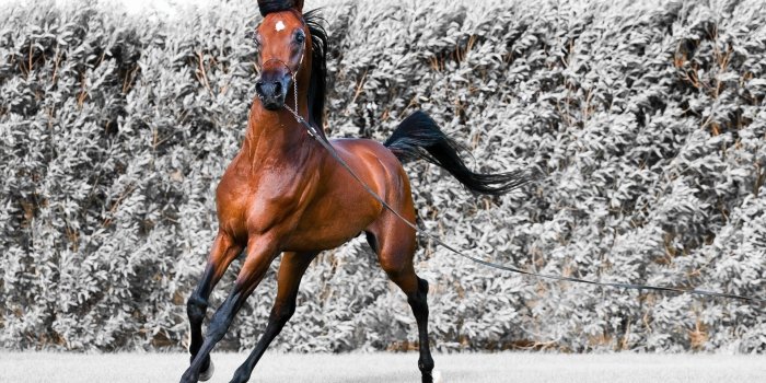 1920x1080 High Resolution Arabian Horse Desktop Wallpaper