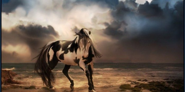 1024x768 Horse Wallpaper Desktop wallpaper, wallpaper hd | Horses, Horse