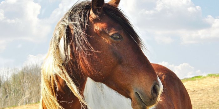 1920x1080 Horse Wallpapers Group (92+)