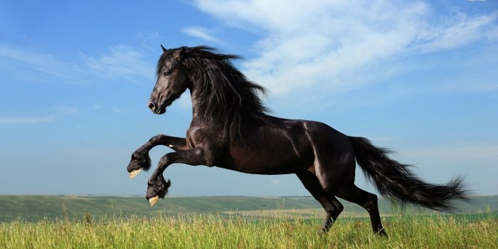 1920x1080 20667 free wallpaper horses