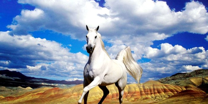 1600x1200 Beautiful Horses Wallpapers - Top Free Beautiful Horses