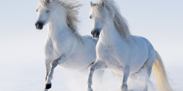 2880x1620 2 Horses Ultra HD Desktop Background Wallpaper for 4K UHD TV