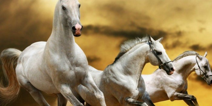 1024x768 Horses Desktop Pictures – One HD Wallpaper Pictures Backgrounds