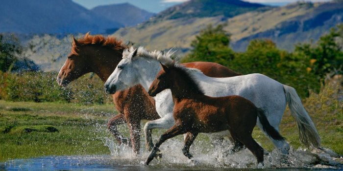1920x1200 Beautiful Horses Wallpapers HD Wallpapers Pretty Desktop Background