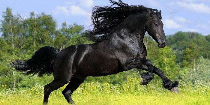1920x1200 Best 30+ Black Friesian Wallpaper on HipWallpaper | Friesian Horse