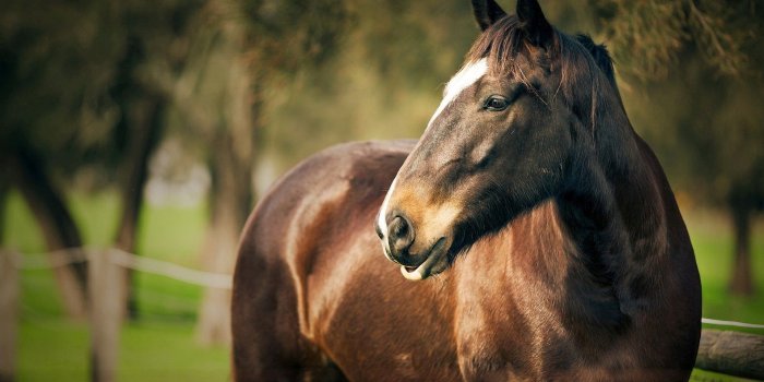 1920x1200 52+] Beautiful Horse Desktop Wallpaper on WallpaperSafari