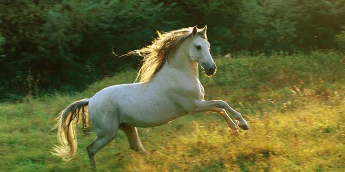 1920x1200 White Horse Wallpapers