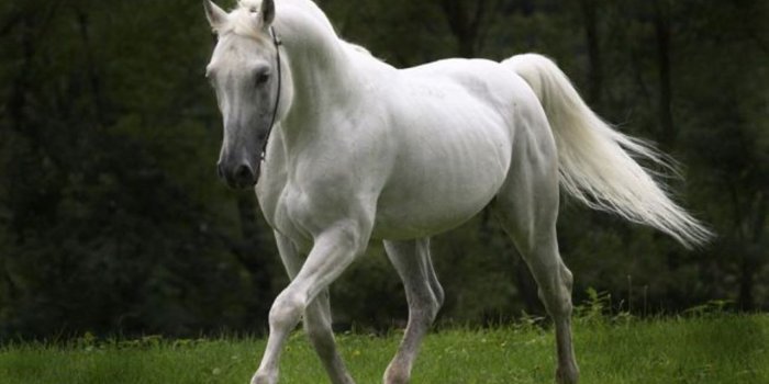 1280x720 black green White horse – Animals Horses HD Desktop Wallpaper