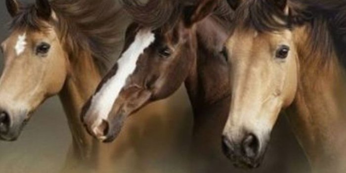 1024x768 Free Desktop Wallpapers Horses Wallpaper - Beautiful Wild Horses