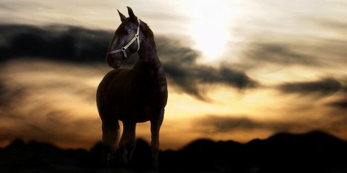 1024x768 Arabian Horse Wallpapers - Top Free Arabian Horse Backgrounds