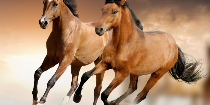 2560x1899 Brown Horses Running Wallpaper,HD Wallpapers,Pic,Pictures | Horse