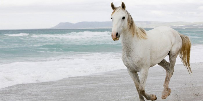 1600x1000 23 Beautiful HD Horse Wallpapers