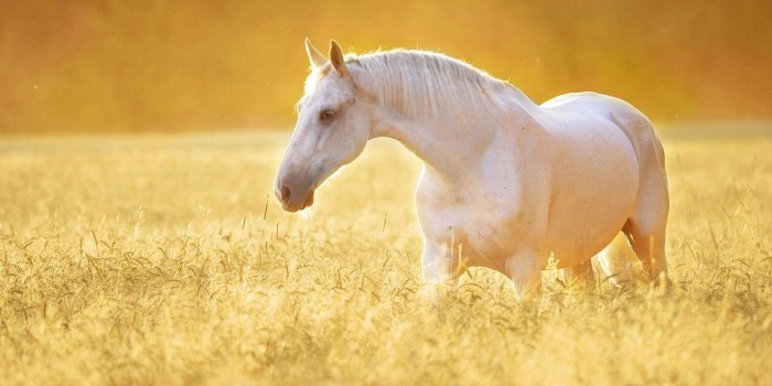 1600x900 Beautiful White Horse | HD Wallpapers