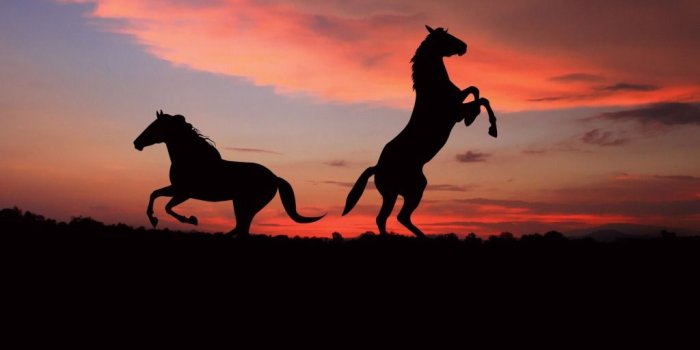 1024x768 Free download Horses Wallpapers Horse Desktop Backgrounds One HD