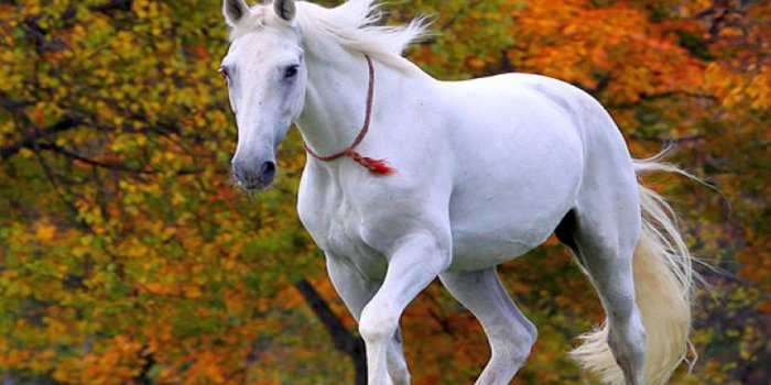 1920x1440 Beautiful White Horse Wallpaper Hd 013 : Wallpapers13.com