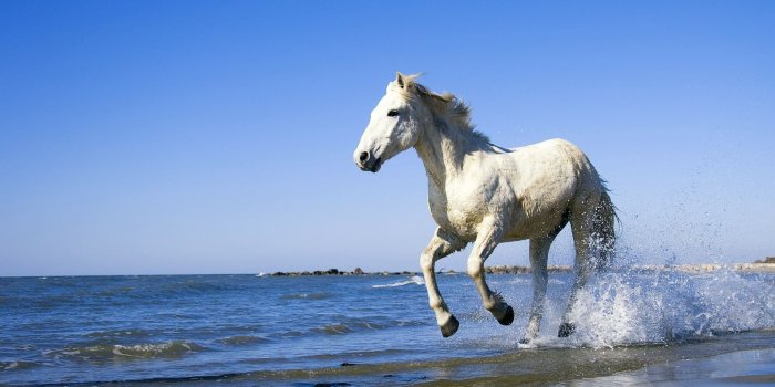 1920x1200 A Horse On The Beach wallpaper | 1920x1200 | #11220