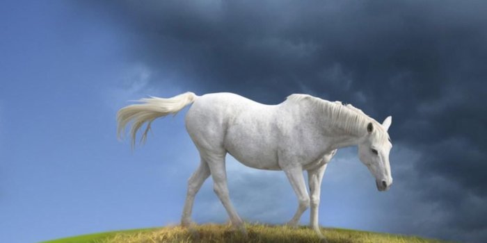 2560x1600 Beautiful white horse on the field - painted wallpapers