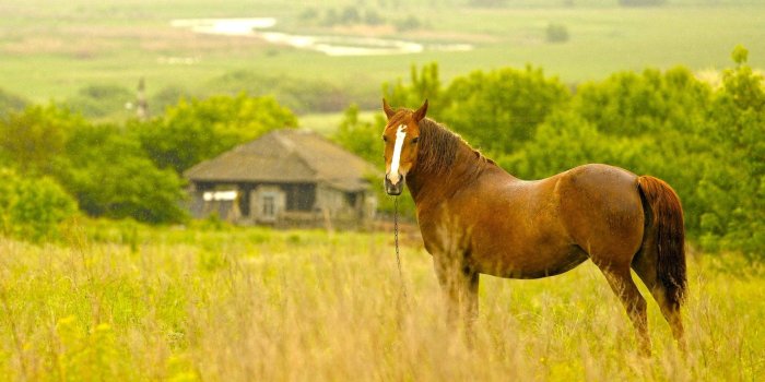 1920x1200 Horse Desktop Wallpaper (62+ pictures)