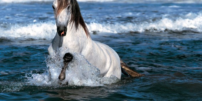 1600x1200 Cool HD Nature Desktop Wallpapers: HD Horses Wallpapers