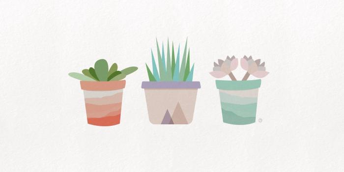 1920x1080 Succulent Wallpapers