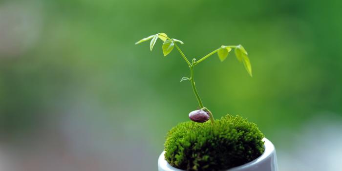 1920x1200 Cute Plant wallpaper | 1920x1200 | #33474