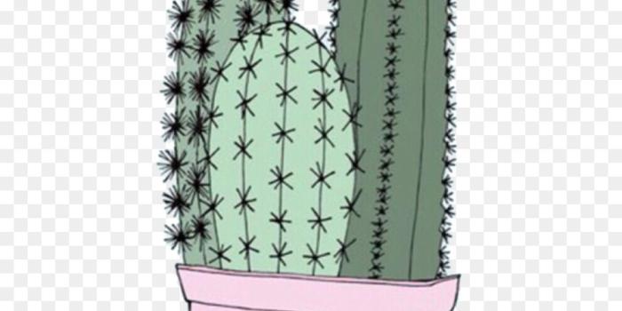 900x1100 Cactaceae, Lock Screen, Home Screen, Plant, Flower - Cute