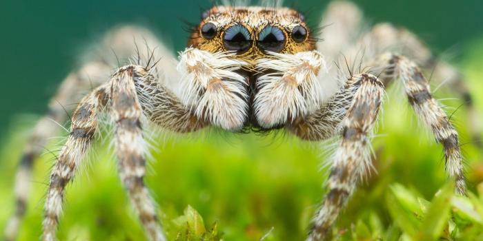 1332x850 Wallpaper greens, look, macro, background, plants, light, spider