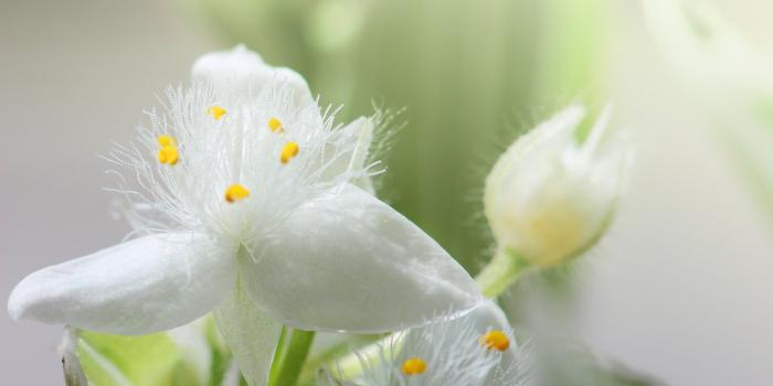 2560x1600 HD Flowers Wallpapers, Nature, Amazing, Love, Cute Wallpapers