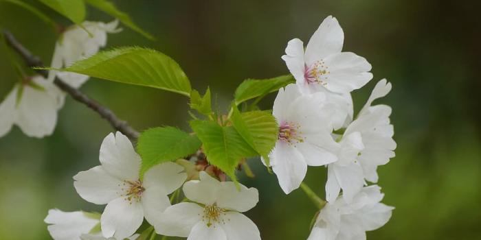 910x997 HD wallpaper: wild cherry, cherry blossoms, white, green, leaf