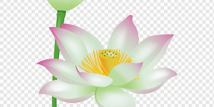 920x1036 Nelumbo nucifera, Cute cartoon flowers, computer Wallpaper, plant