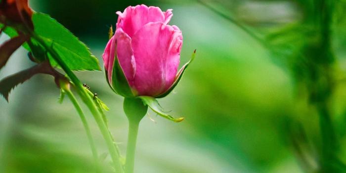 1600x900 Very Cute Rose Plant Wallpapers - 1600x900 - 448123