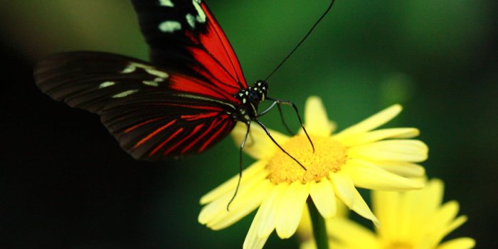 1620x1080 Red and black butterfly perched on yellow flower, peacock
