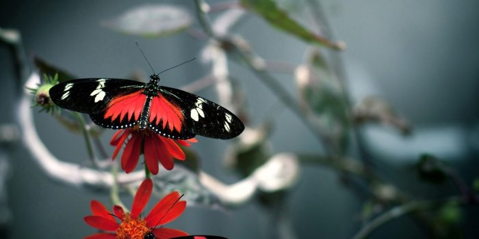 1920x1080 Red Black Butterfly wallpaper | 1920x1080 | #14078