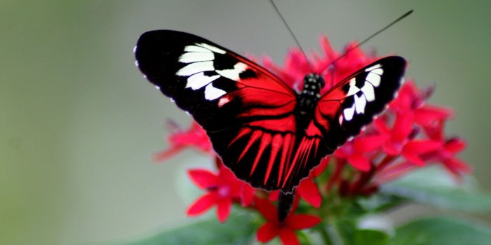 1920x1200 White, black, and red Butterfly on red petaled flower screenshot