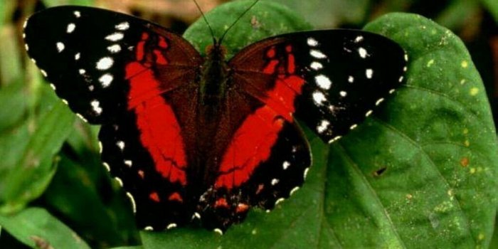 1280x960 Black red butterfly wallpaper | 1280x960 | #11866