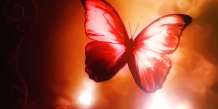 1024x768 Free download Red Butterfly Wallpapers 9478 Hd Wallpapers in Cute
