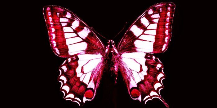 1920x1200 Red Butterfly Wallpaper - Red And White Butterflies, Hd Wallpapers