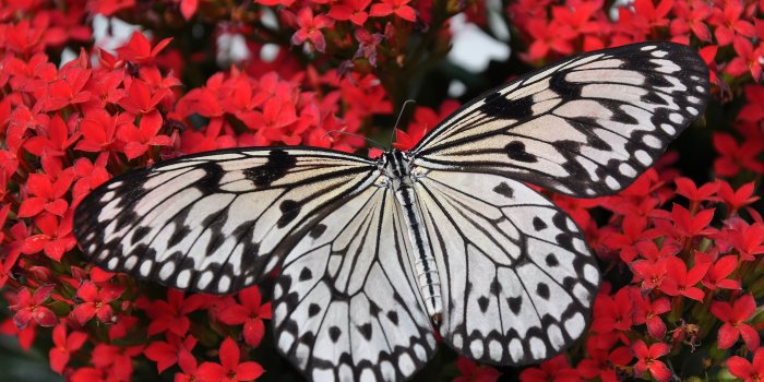 4288x2848 White and black butterfly on red flowers HD wallpaper | Wallpaper
