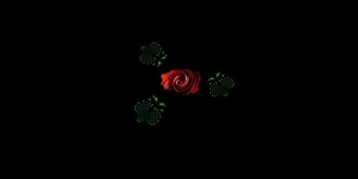 1332x850 Wallpaper red rose, black background, photo manipulation, graphics