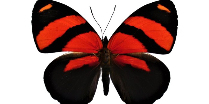 2048x1536 BicBugs Callicore cynosura red black butterfly Peru