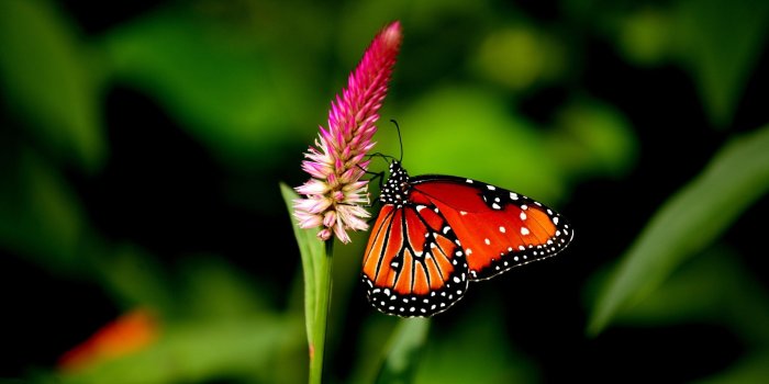 2560x1600 Red Butterfly Wallpapers - Top Free Red Butterfly Backgrounds