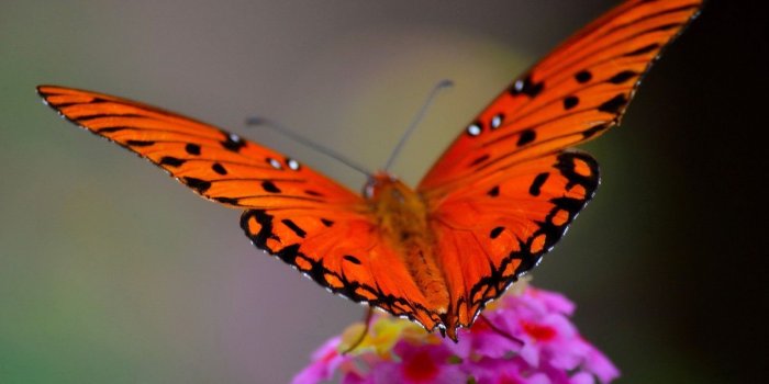 1600x1200 Red Butterfly Wallpaper 1080p - Orange Red And Black Butterfly, Hd