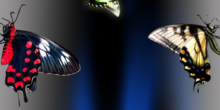 1920x1200 Butterfly Wallpaper Background Black - 1920x1200 Wallpaper