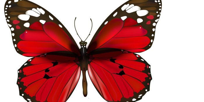 1920x1200 Black Butterfly Wallpaper (68+ images)