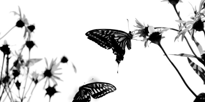 2272x1704 Black Butterfly Background ·① WallpaperTag