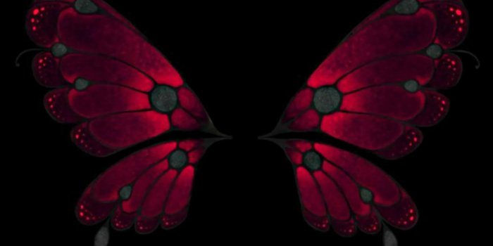 1920x1440 Butterfly Black Background (58+ pictures)
